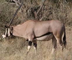 Beisa Oryx special 5 in samburu nr