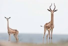 Gerenuk special five species samburu nr