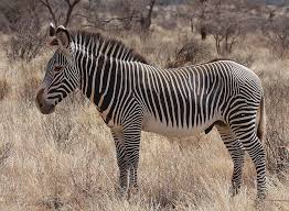 Grevy's Zebra in Samburu NR